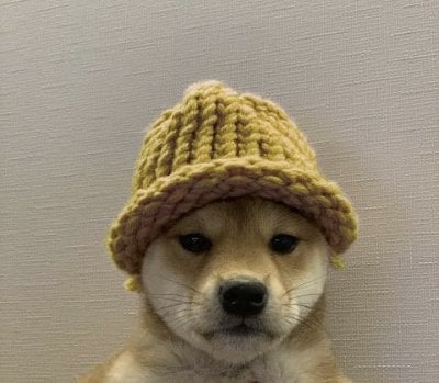 Dogi avatar