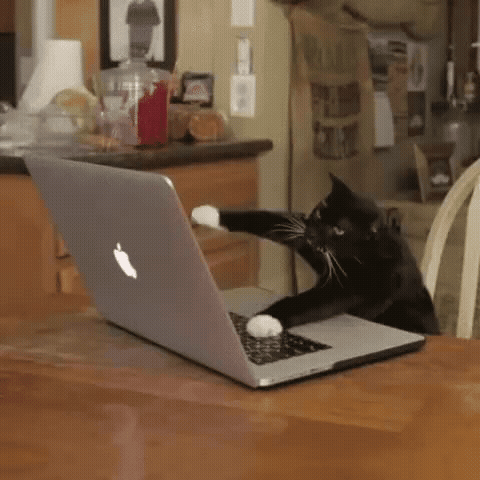 Typing kitty