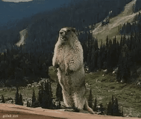 Yelling Beaver