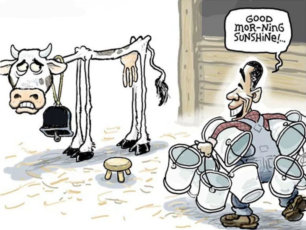 Milking the cow