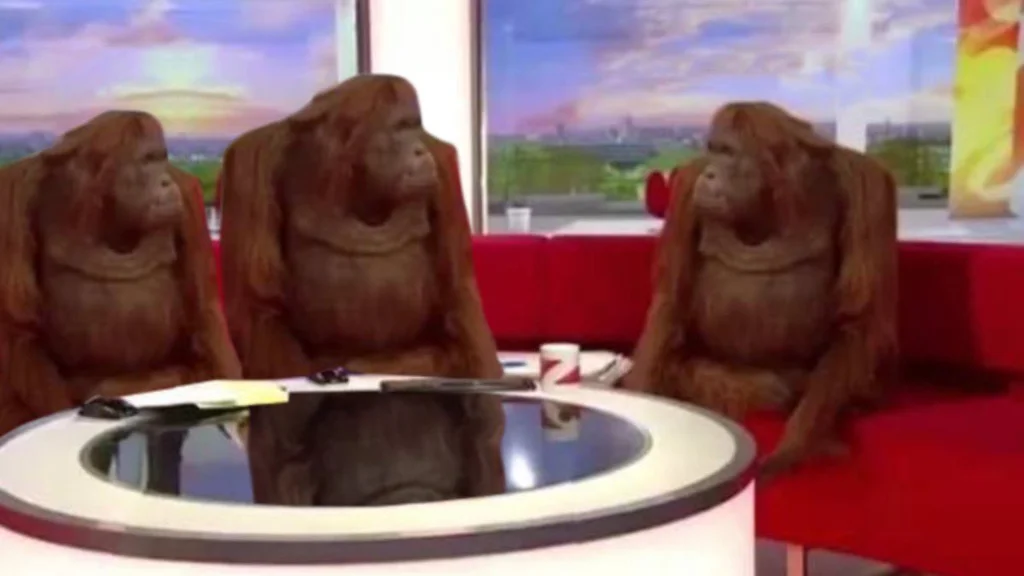 Orangutan interview